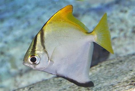 Silver Moony Monodactylus Argenteus Saltwater Fish For Sale