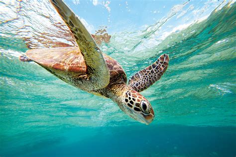 Lady Elliot Island Is One Of The Best Places In Australia To Tick Off