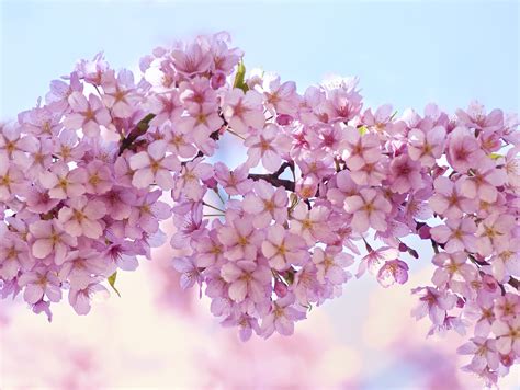 Glorious Spring When Spring Starts To Breath © Ajpscs Shuz Flickr