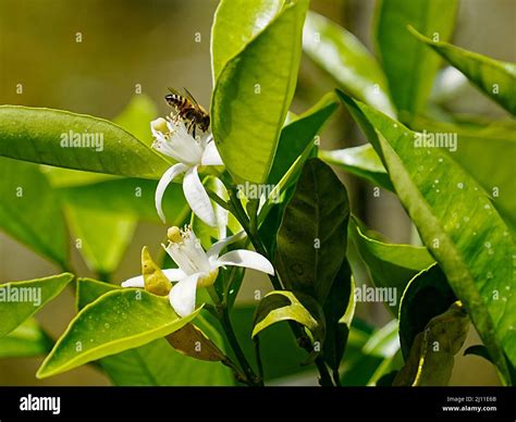 Bees Dance Around Fresh Orange Blossoms On The First Day Of Spring