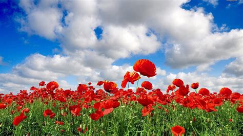 Enchanted Poppy Fields Field Flowers Poppies Clouds Sky Spring Nature