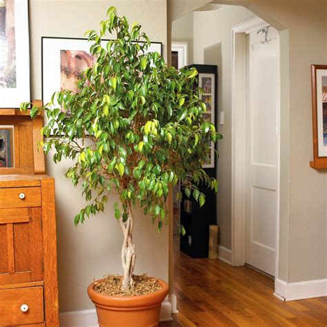 15 Best Indoor Trees For Turning Your Home Into A Serene Oasis Ficus Tree Indoor Indoor Trees