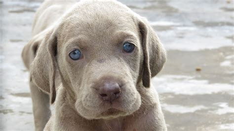 We have raised only weimaraner puppies for over the past 20 years. Weimaraner - My Doggy Rocks