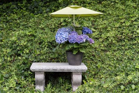 I hear all the time, nothing but moss will grow in the dark corner of my yard or i have a beautiful shade tree out front, but nothing will grow under it. La Jolla Sapphire Plant Umbrella with Sapphire Extension - Classy Shade | Shade plants, Patio ...