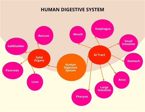 Digestive System Concept Map United States Map The Best Porn Website