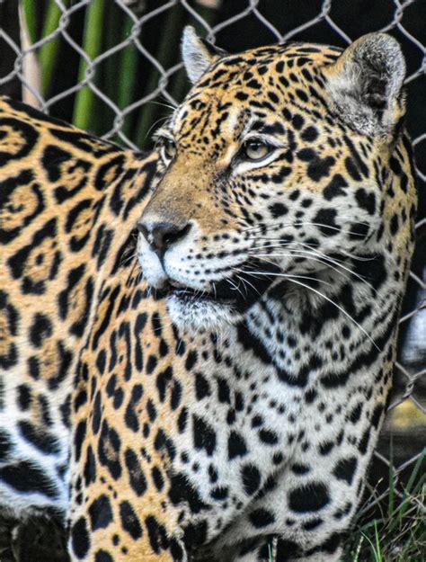 Animals Animals Animals — Jaguar Panthera Onca ©musicaltone The