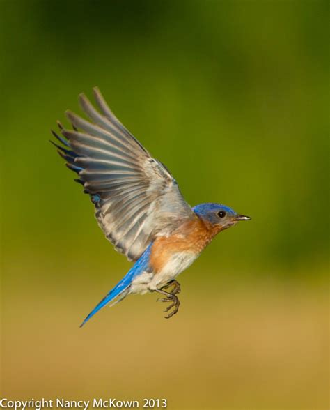 Photographing Bluebirds Welcome To