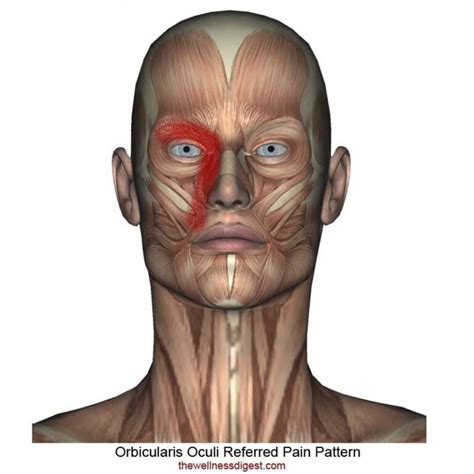 Orbicularis Oculi Muscle Eye Pain And Twitching The Wellness Digest