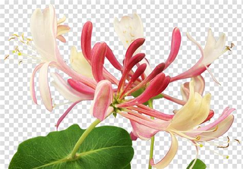 Honeysuckle will help even then to ease the sadness and direct the view to the remaining joys of the present moment. Bach flower remedies Herb Healing Honeysuckle, flower ...