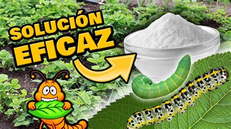 Elimina Orugas Y Gusanos De Las Plantas Insecticida Org Nico Casero Y