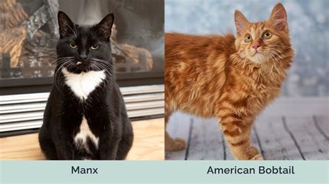 Manx Cat Vs American Bobtail Cat Key Differences With Pictures Hepper