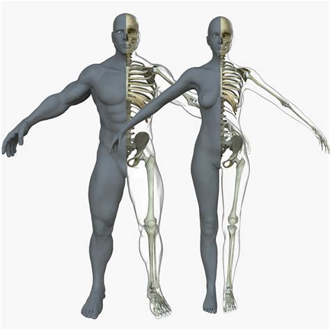 Male Vs Female Skeleton