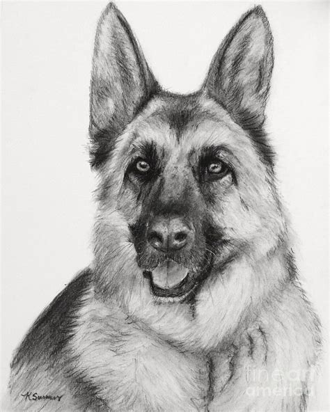 Watch game, team & player highlights, fantasy football videos, nfl event coverage & more charcoal images sketches | ... In Charcoal Drawing - German Shepherd Drawn In Charcoal Fine Art ...