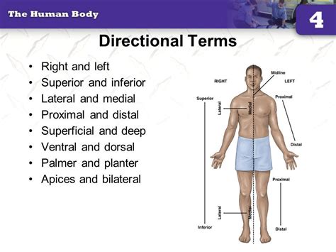What Does Superior Mean In Anatomy Map Of Body