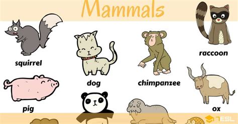 Vocabulary Mammals 7 E S L