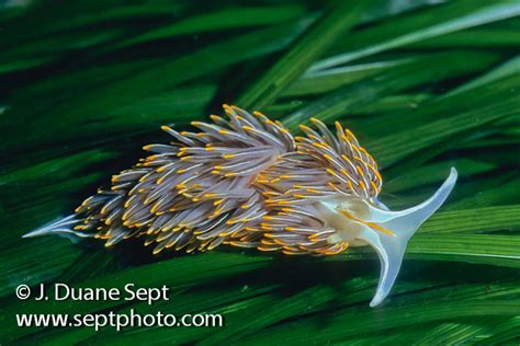 Intertidal Marine Life Of The Pnw Duane Sept Photography