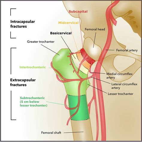 Bony And Vascular Anatomy Of The Proximal Femur Adapted From 8 Download Scientific Diagram