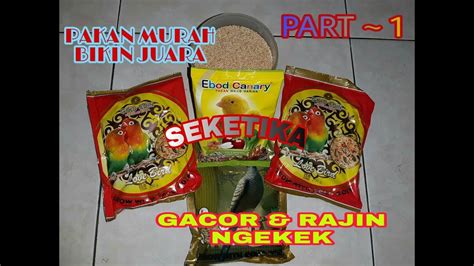 .lovebird love bird lomba seketika spontan fighter durasi ngekek panjang gacor sprkn kategori produk: Pakan Lovebird Fighter Goldcoin - Launching Ngingas Bc Sidoarjo Banjir Doorprize Pakan Gold Coin ...