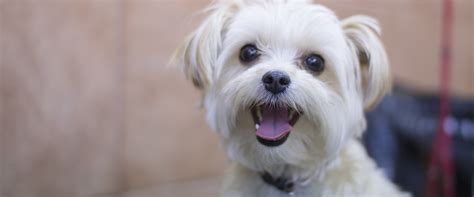 Cette maison confortable deviendra un endroit merveilleux pour le salon pour votre chien. Salon de toilettage pour gros et petit chien à Laval, Montréal