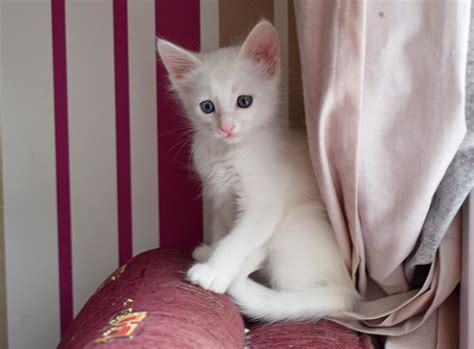 White Kitten With Heterochromia Rcats