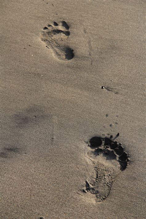 90 Free Footprints In The Sand Footprints Images Pixabay