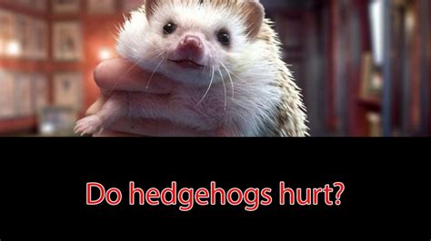 Do Hedgehogs Hurt Ask Quilly Youtube