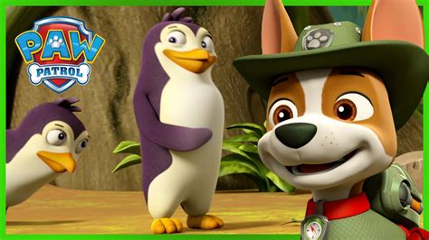 The Pups Find Penguins In The Jungle Paw Patrol Rescue Episode