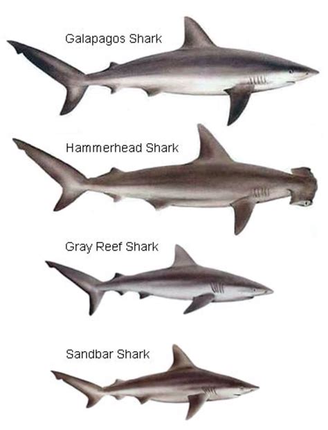 Sharks Species Identification Chart Galapagos Shark Shark Grey