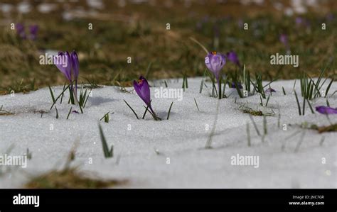 Crocuses Snow Hi Res Stock Photography And Images Alamy