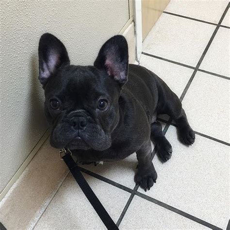 Take a look at our available french bulldog puppies for sale here and visit this page if you're looking for blue frenchies for sale. Blue French Bulldog Puppy for sale Offer Malta €1200