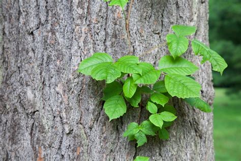 When the cancer atackes the body some times it never leaves it can actually kill u and it can paralize parts of you body. What Does Poison Ivy Look Like? | Wonderopolis