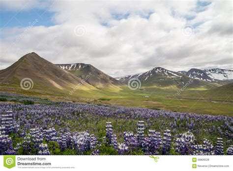 Icelandic Green Landscape With Purple Flowers Stock Photo Image Of