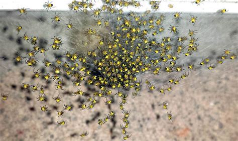 Amazing find this morning in our garden! Clusters of terrifying yellow spiders spotted across the ...