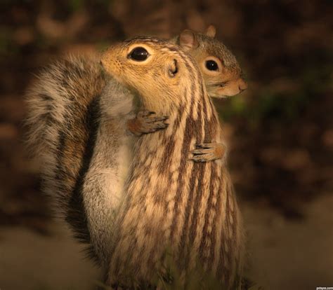 Love Squirrels Prove Love Animals Cute Squirrel
