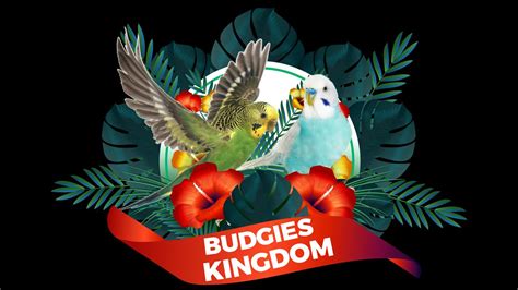 Budgies Kingdom Logo Reveal Budgies Budgerigar Youtube