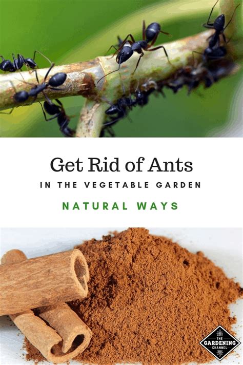 Check spelling or type a new query. 8 Images How To Get Rid Of Ants In Garden Soil And View ...