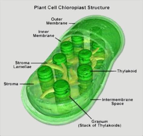 Parts Of The Plant Cell Mind Map