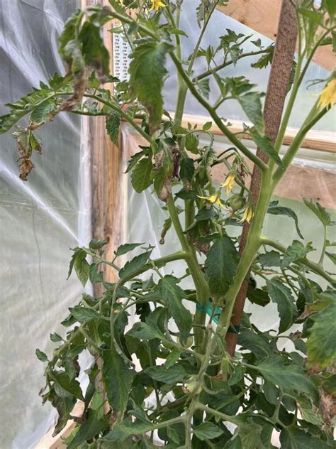 Tomato Plant Leaves Turning Brown And Curling Reasons And How To Fix