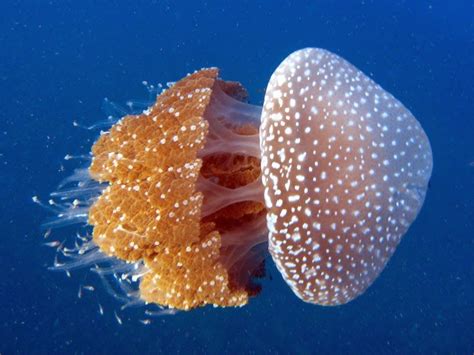 Australian Spotted Jellyfish Phyllorhiza Punctata Long Bay Nsw