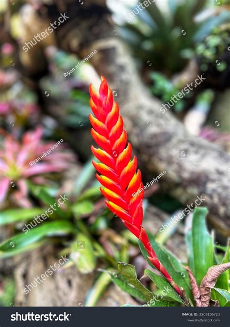8 Tillandsia Imperialis Images Stock Photos And Vectors Shutterstock