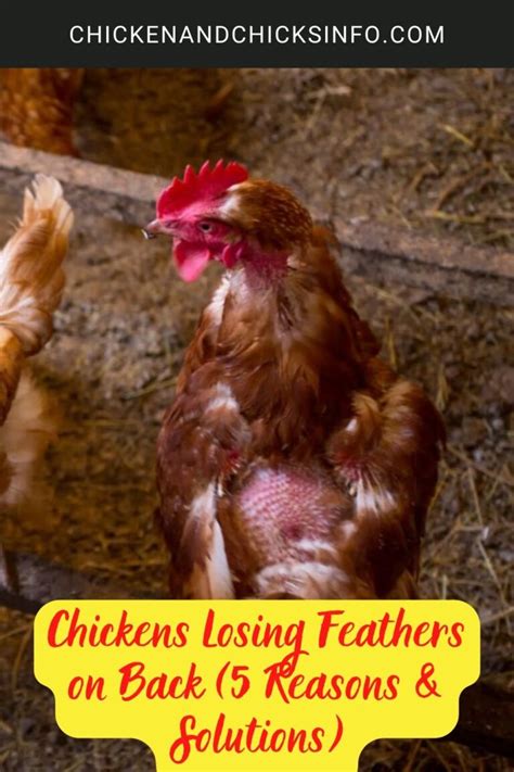 Chickens Losing Feathers On Back 5 Reasons And Solutions Chicken