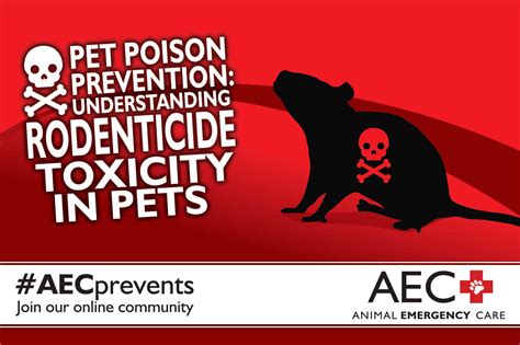 Pet Poison Prevention Understanding Rodenticide Toxicity In Pets