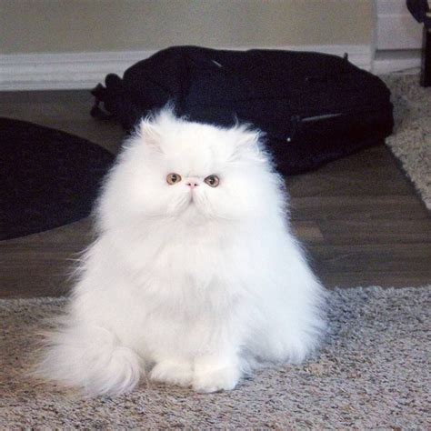 The very best qualified homes, the cats health, happiness and comfort are the top priority. Rescued Persian Cat Is All Smiles Since Finding A Loving ...