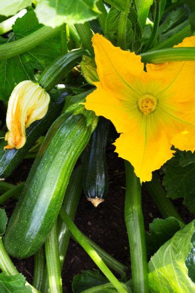 How To Plant A Summer Garden Replant Again For A Big Fall Harvest