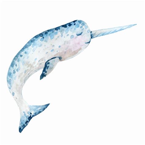 3400 Narwhal Stock Illustrations Royalty Free Vector Graphics And Clip