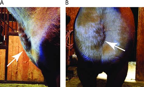 Swollen Pectoral Area In A Horse Diagnosed With Corynebacterium