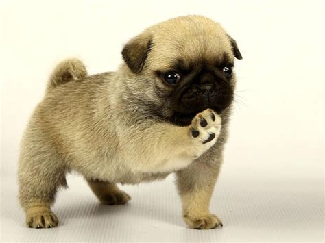 I strive for healthy pug puppies and only breed the best pug characteristics and traits possible. How much are Pug puppies? - Mom Blog Society