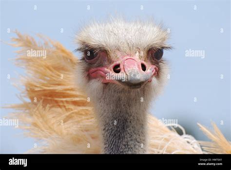 Amazing Look At An Ostrich With His Feathers Sticking Out Stock Photo