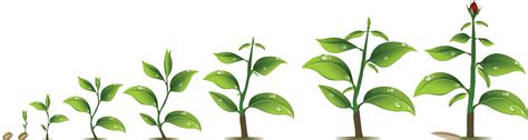 Download Growing Plant Free Clipart Hq Hq Png Image