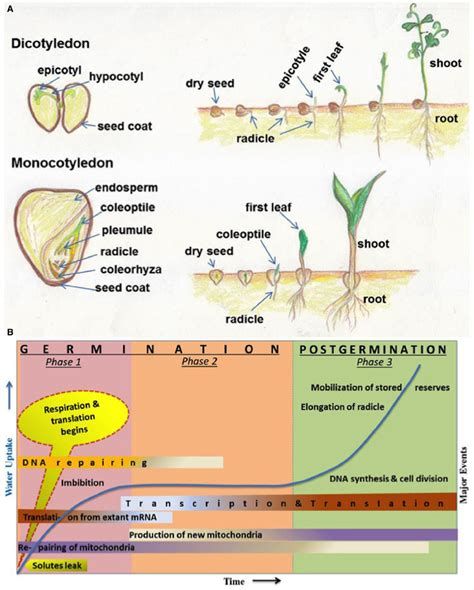 Frontiers Small Rna Mediated Regulation Of Seed Germination